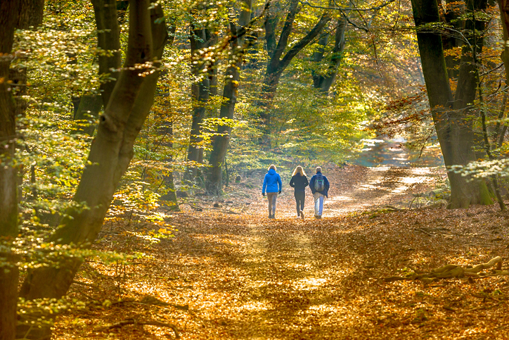 Nature Walks and Ecotherapy